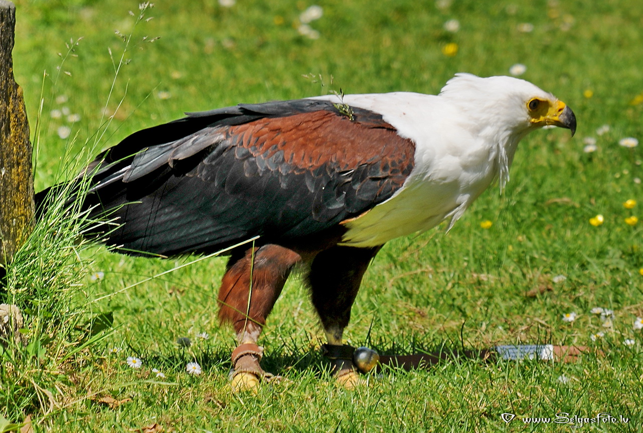Burg Guttenberg. Deutschland. Burg Guttenberg. Deutschland.