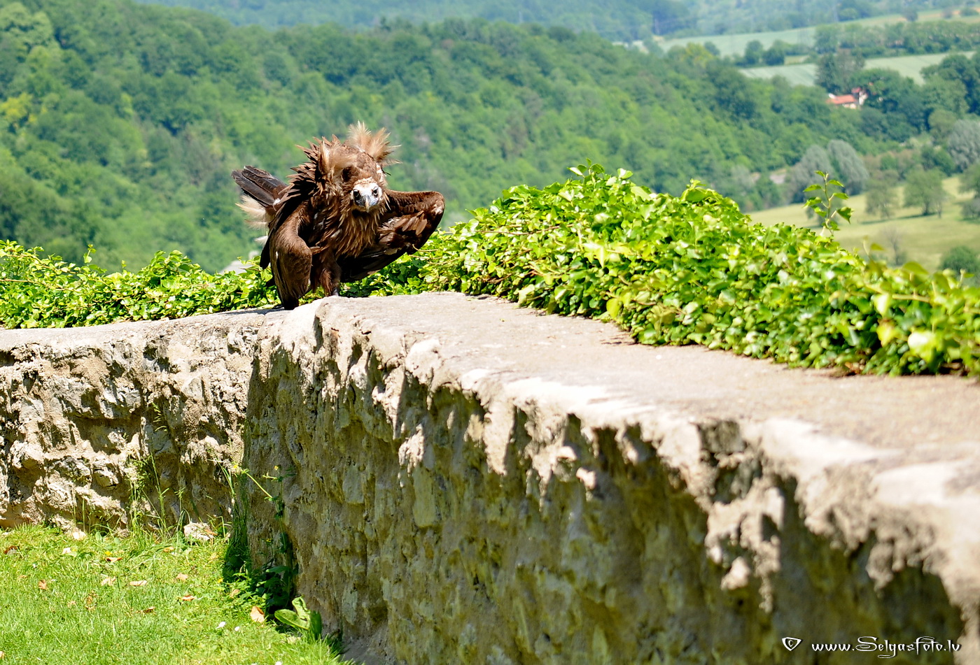 Burg Guttenberg. Deutschland. Burg Guttenberg. Deutschland.
