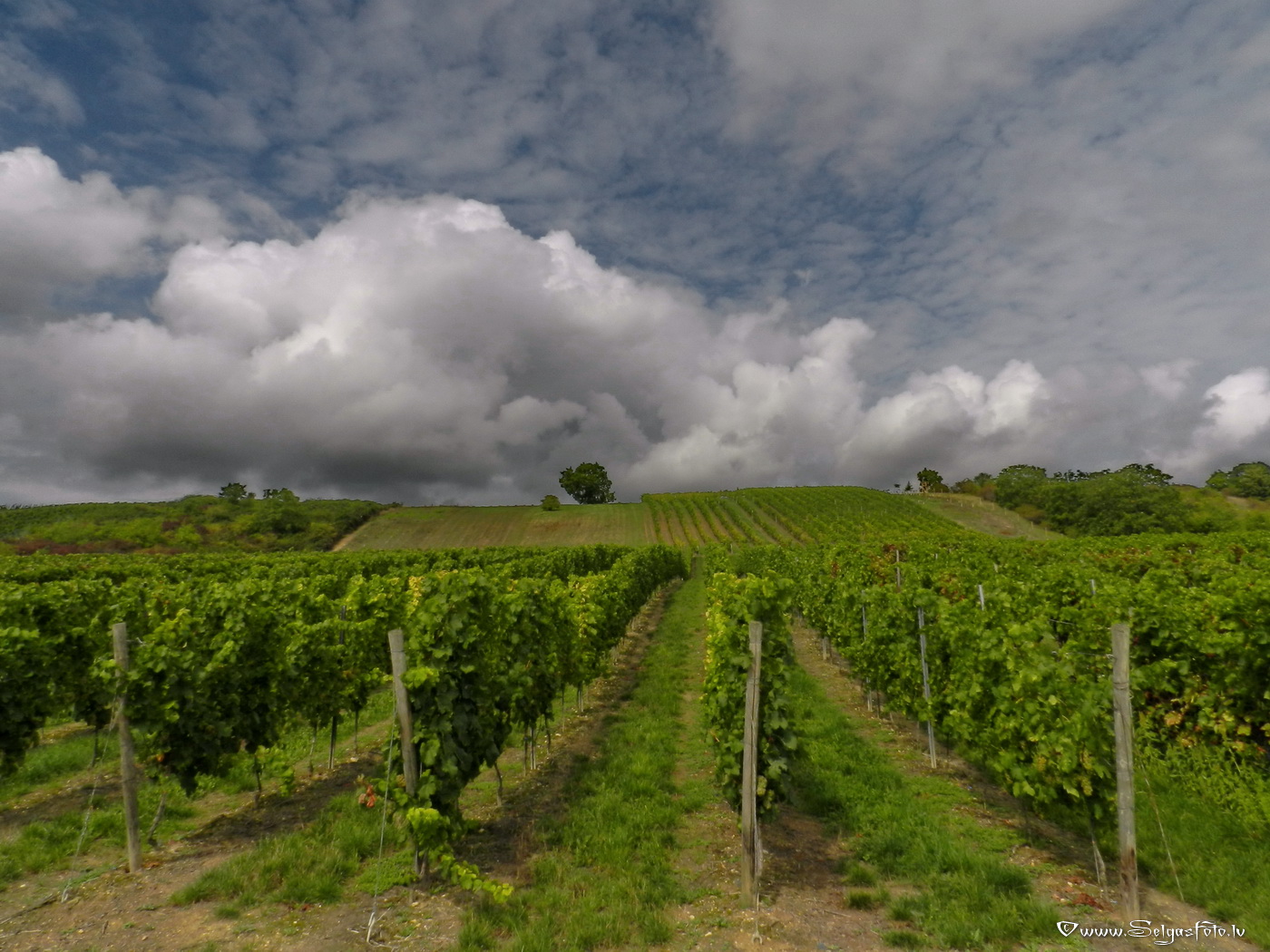 Jugenheim in Rheinhessen. /De/.