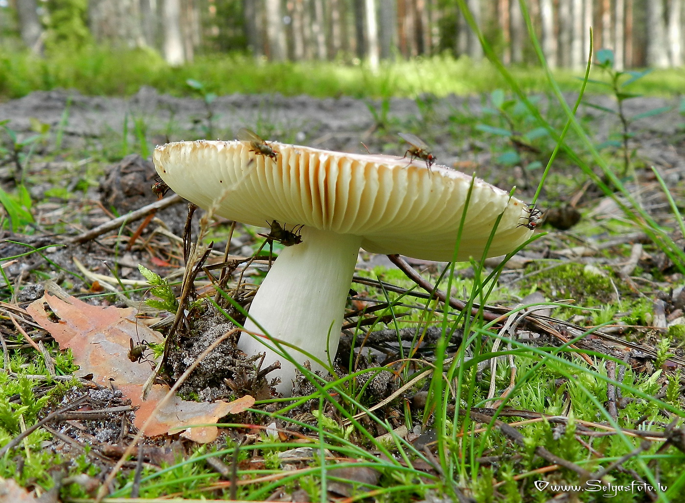 Bērzlape.