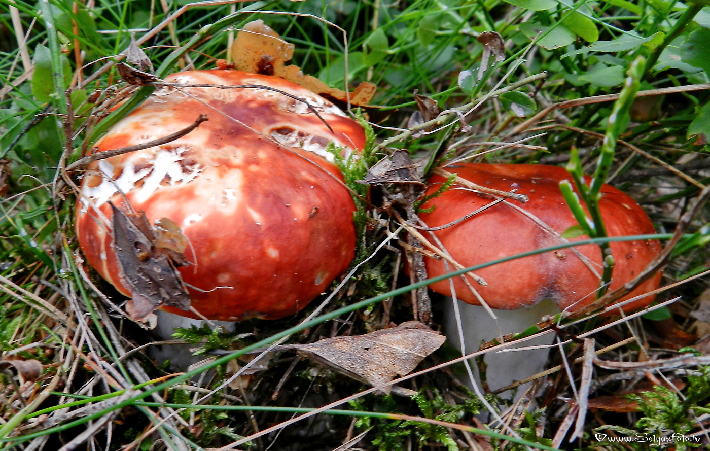 Bērzlape.