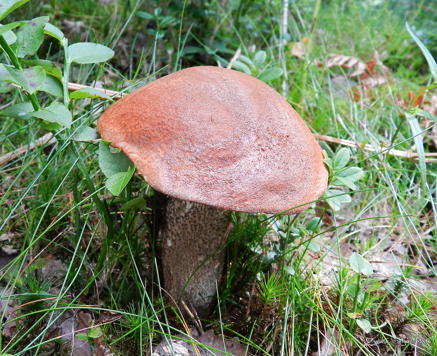 Dzeltenbrūnā apšubeka.