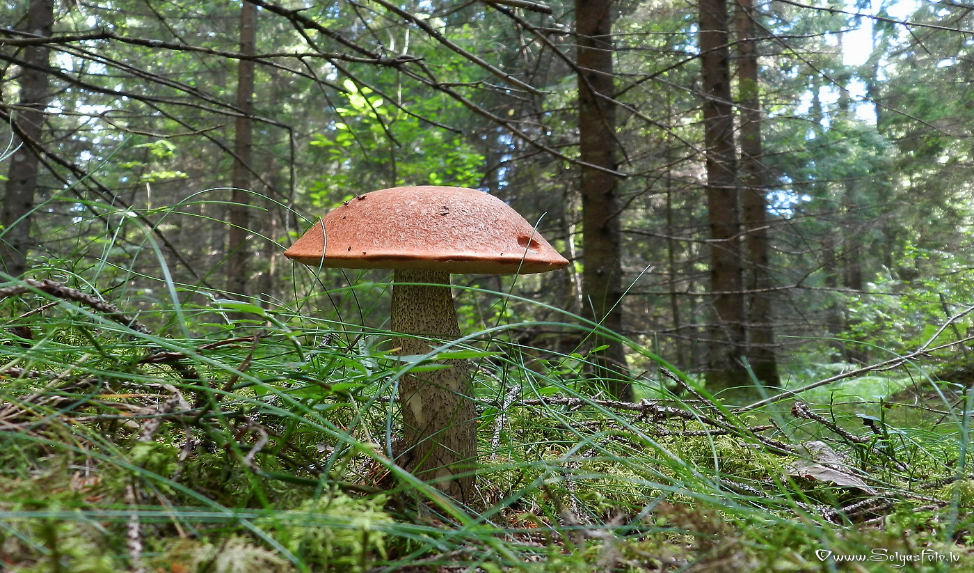 Dzeltenbrūnā apšubeka.