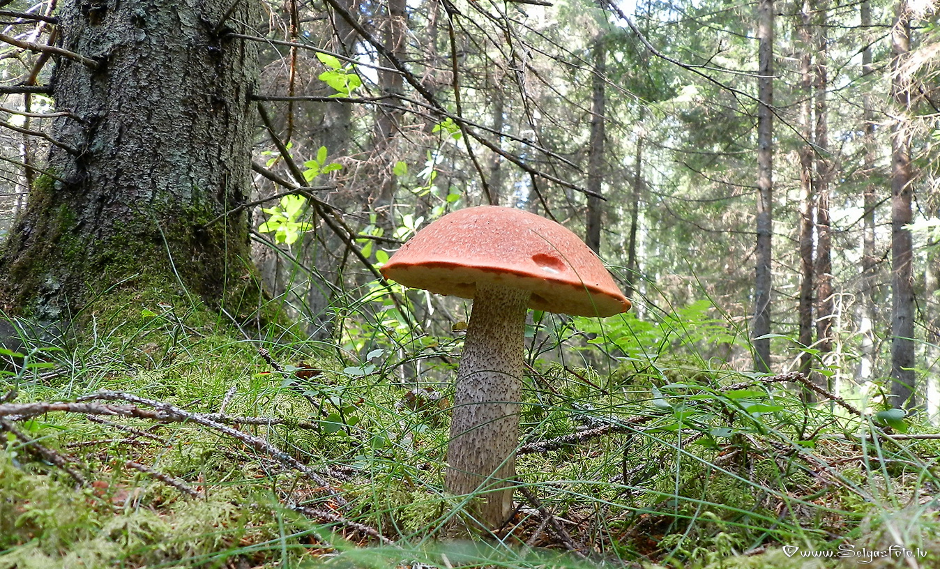 Dzeltenbrūnā apšubeka.
