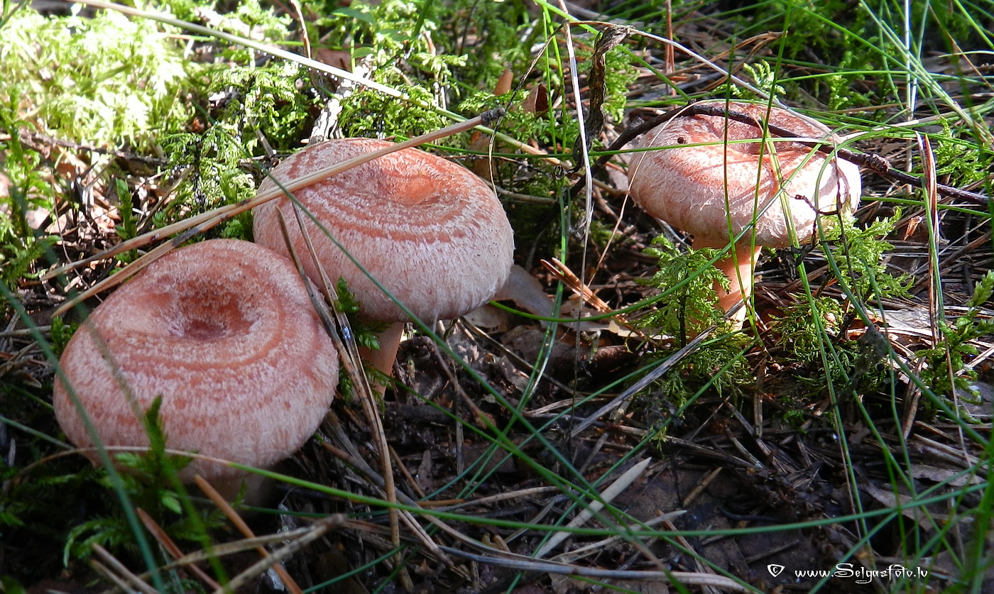 Parastais vilnītis.