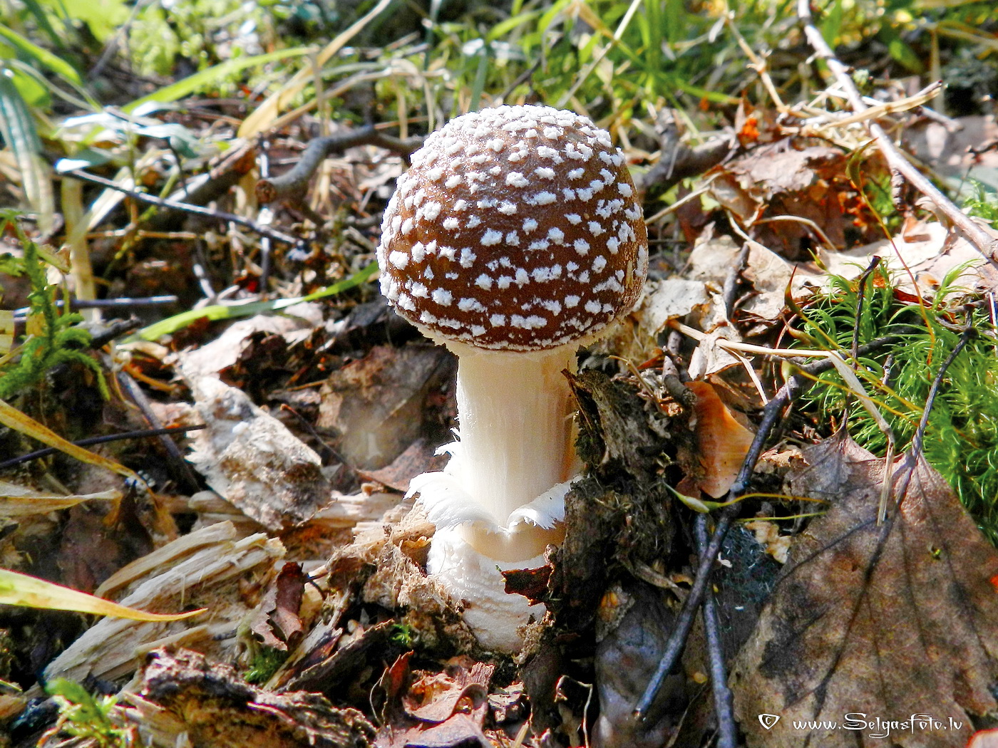 Mušmire.