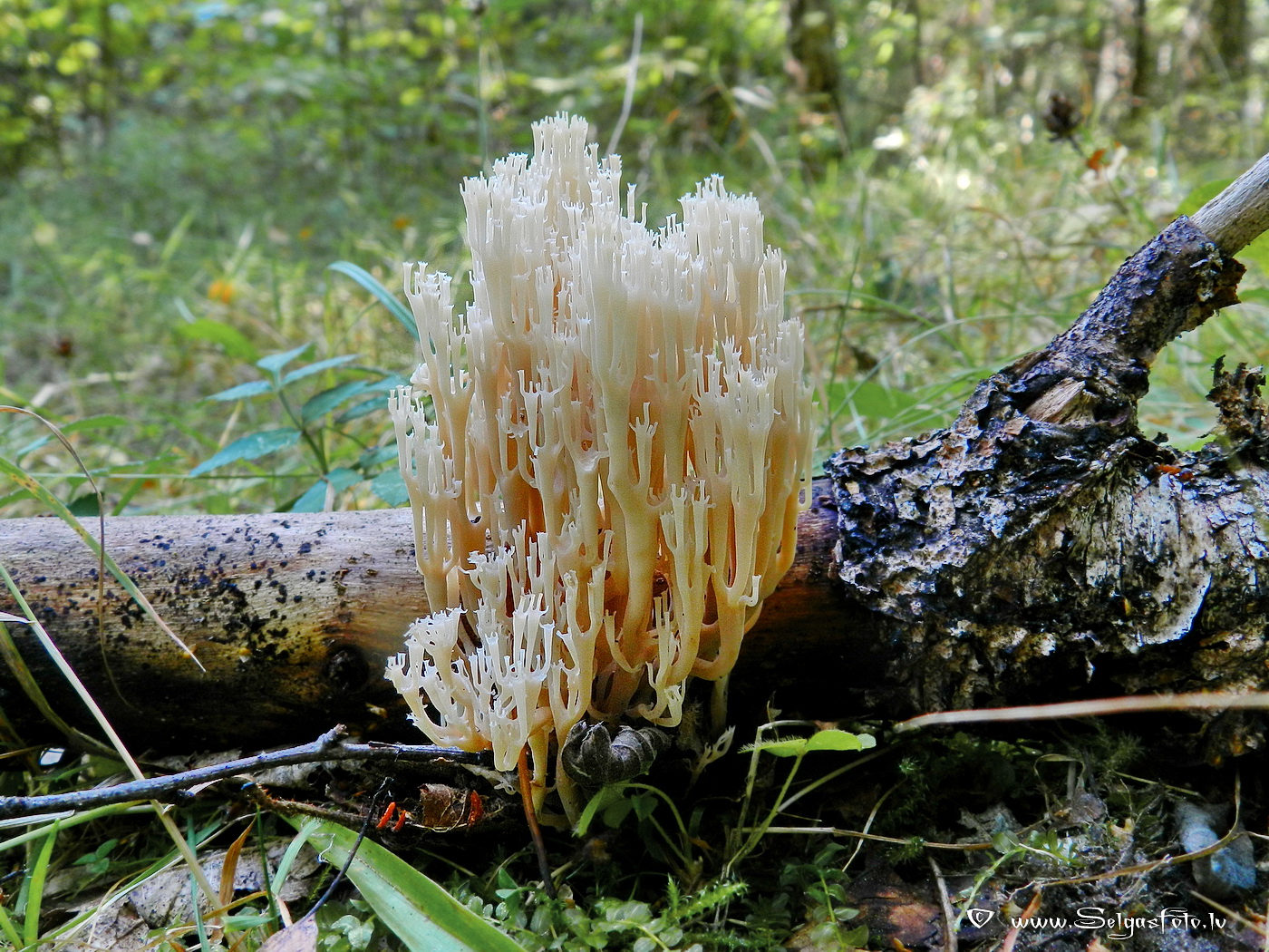 Lapukoku svečtursēne.
