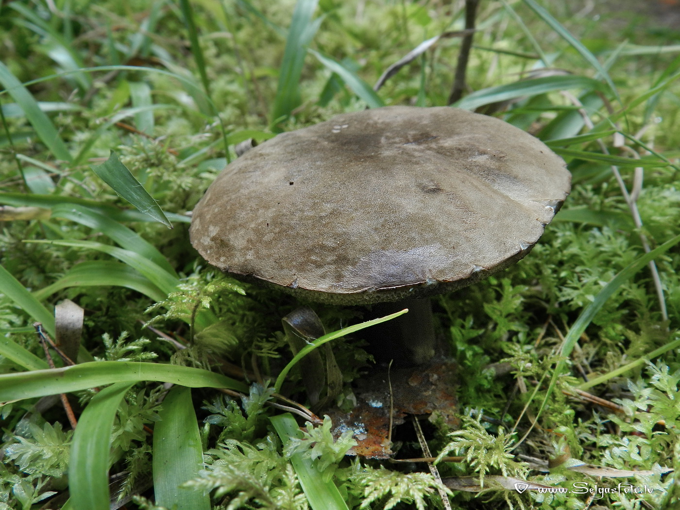 Raupjā tumšbeka. 