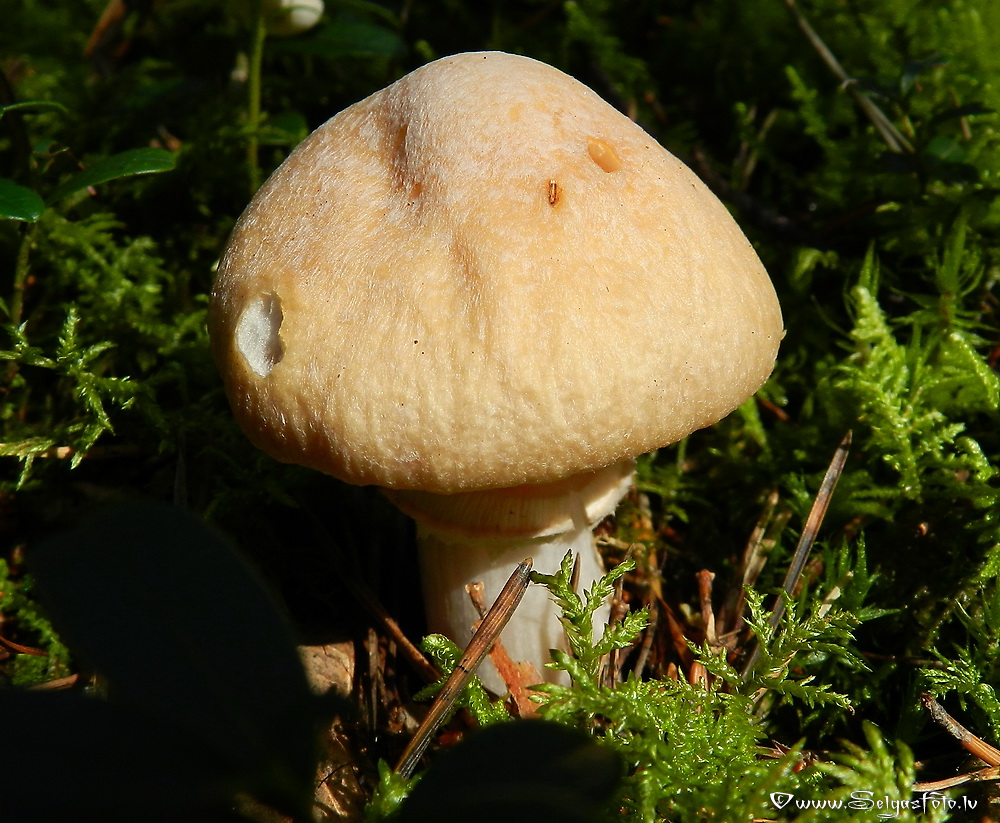 Cirtainā  čigānene.