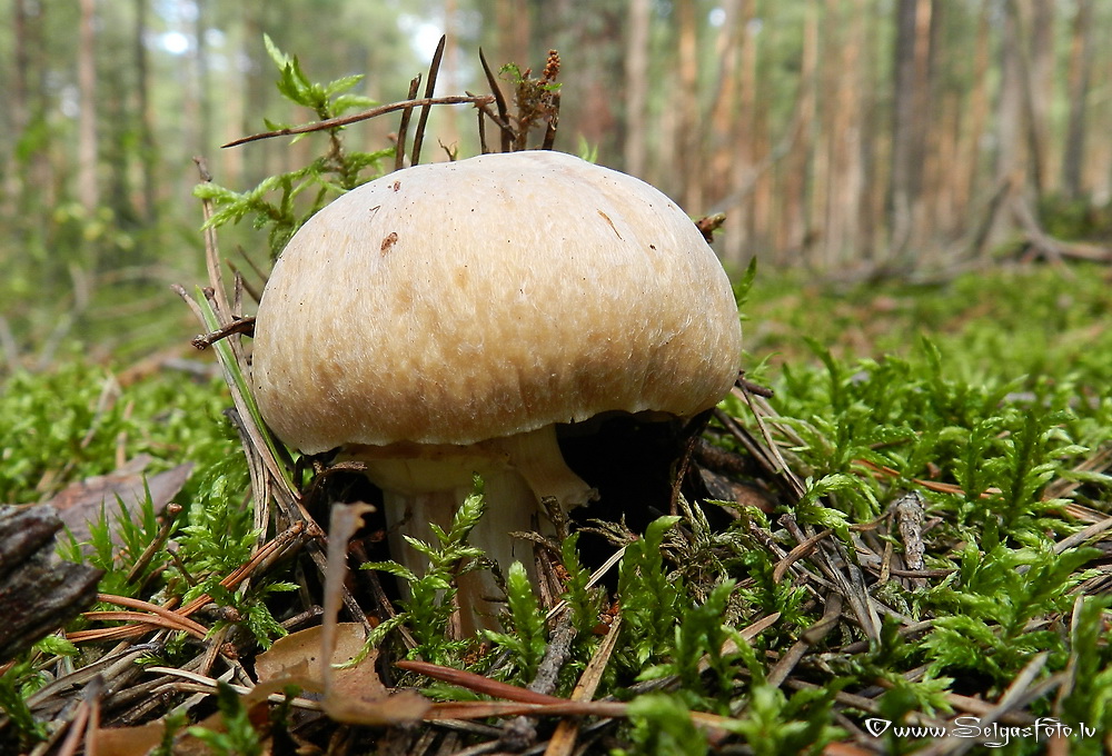 Cirtainā  čigānene.