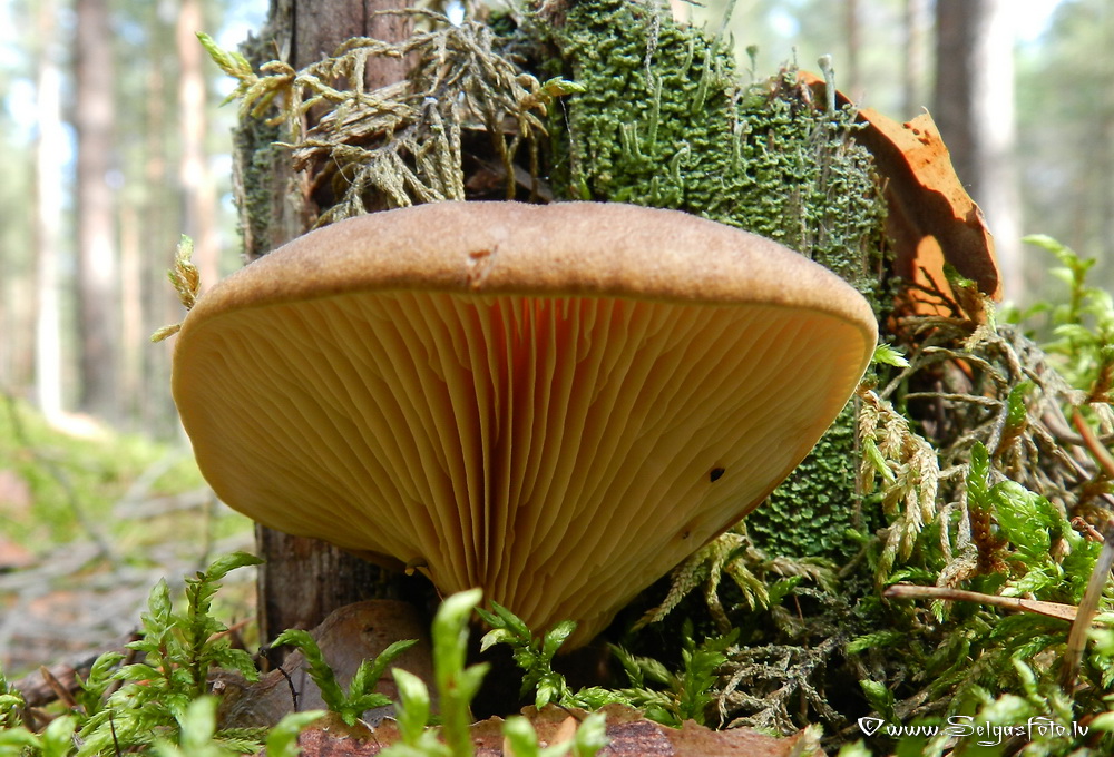 Samtainā mietene.