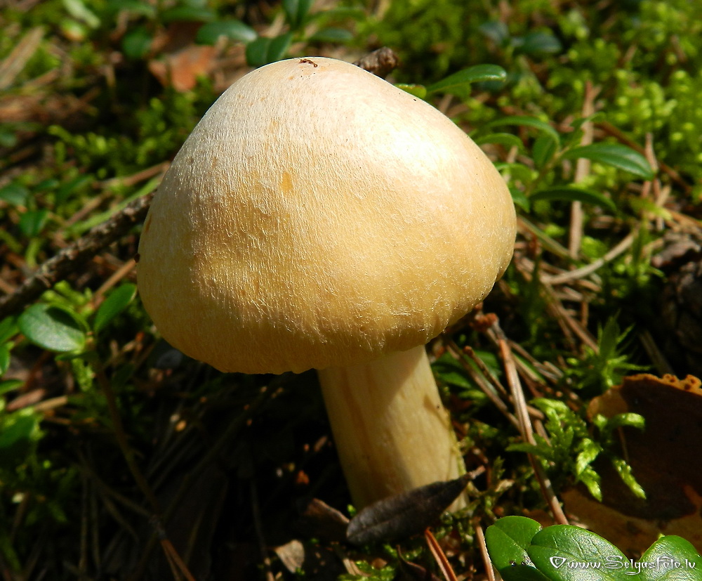 Cirtainā  čigānene.
