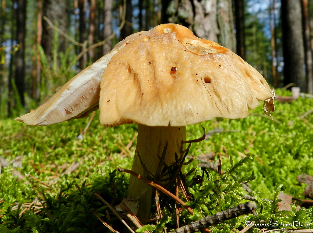 Cirtainā  čigānene.