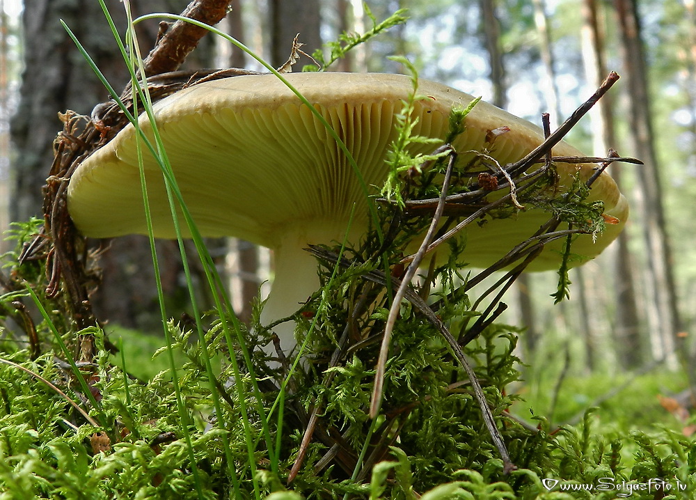 Bērzlape.