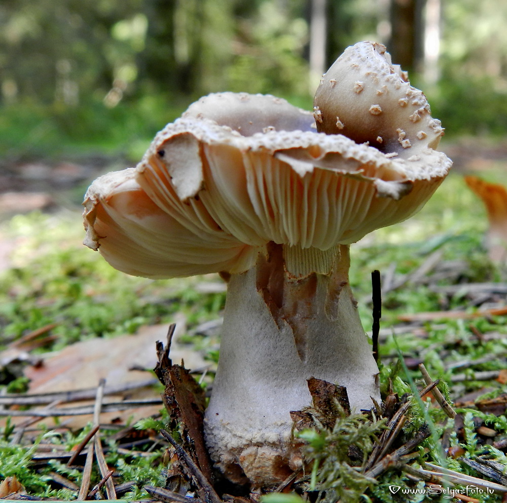 Mušmire.