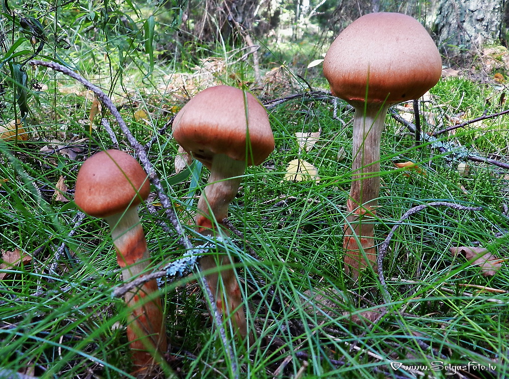 Sarkanjoslu tīmeklene.