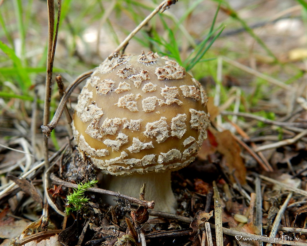 Mušmire.