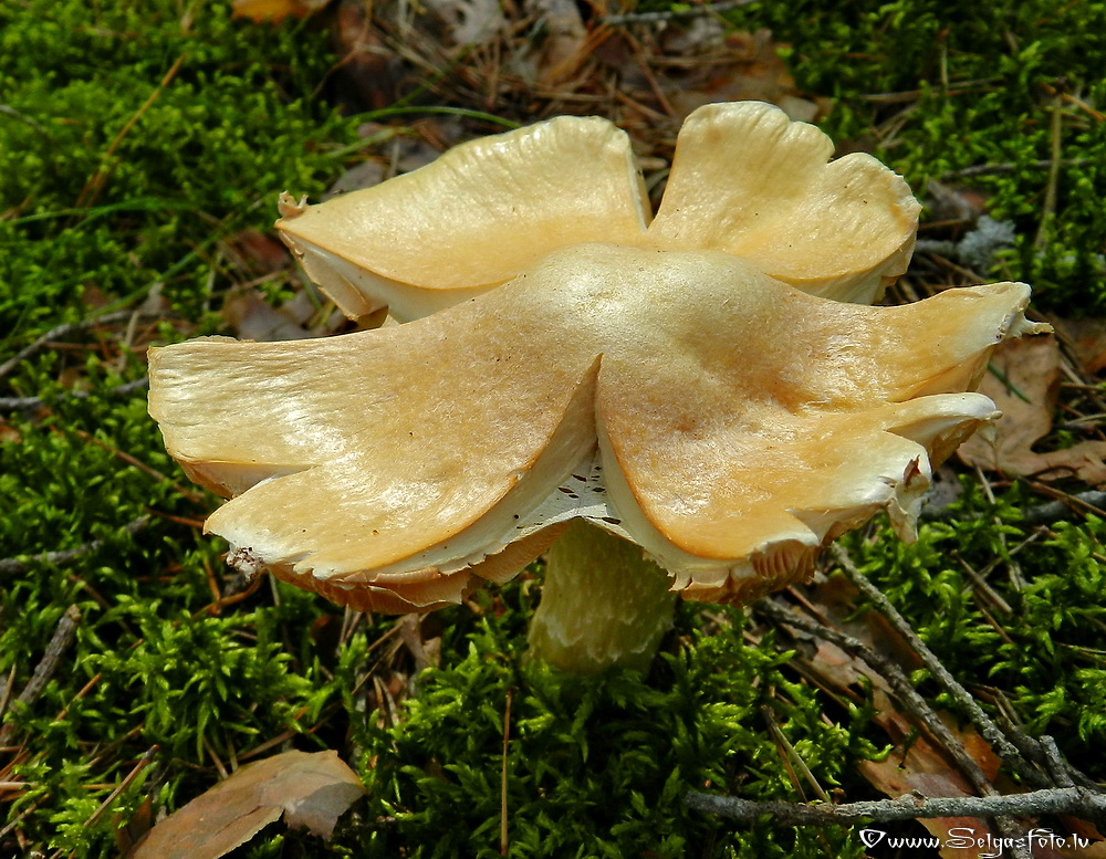 Cirtainā  čigānene.