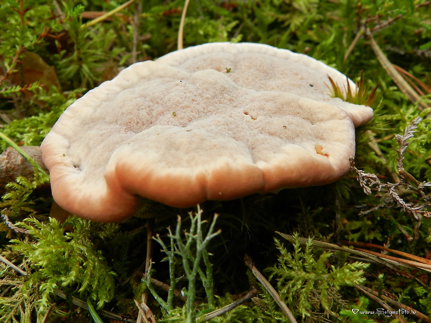 Brūnzobe.