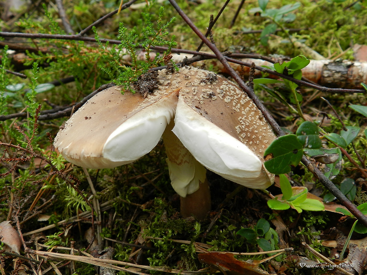 Sarkstošā mušmire.