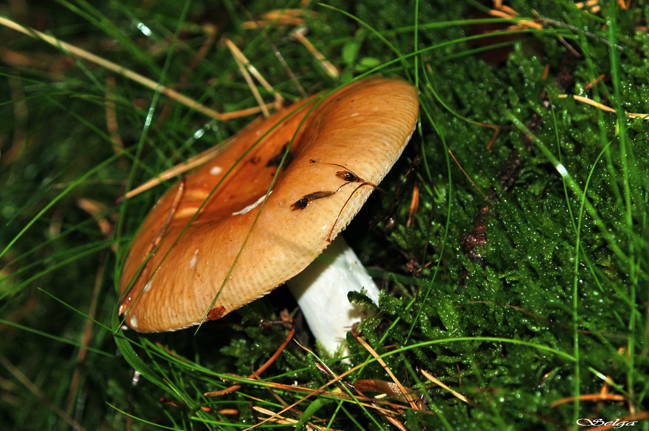 Bērzlape.