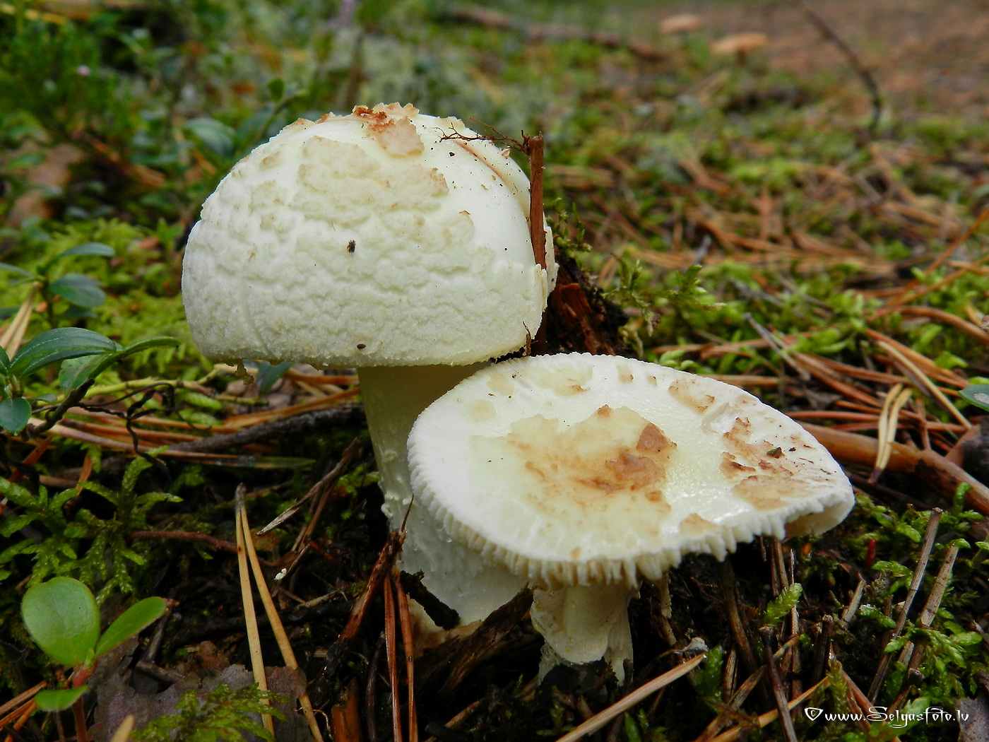 Bālā mušmire.