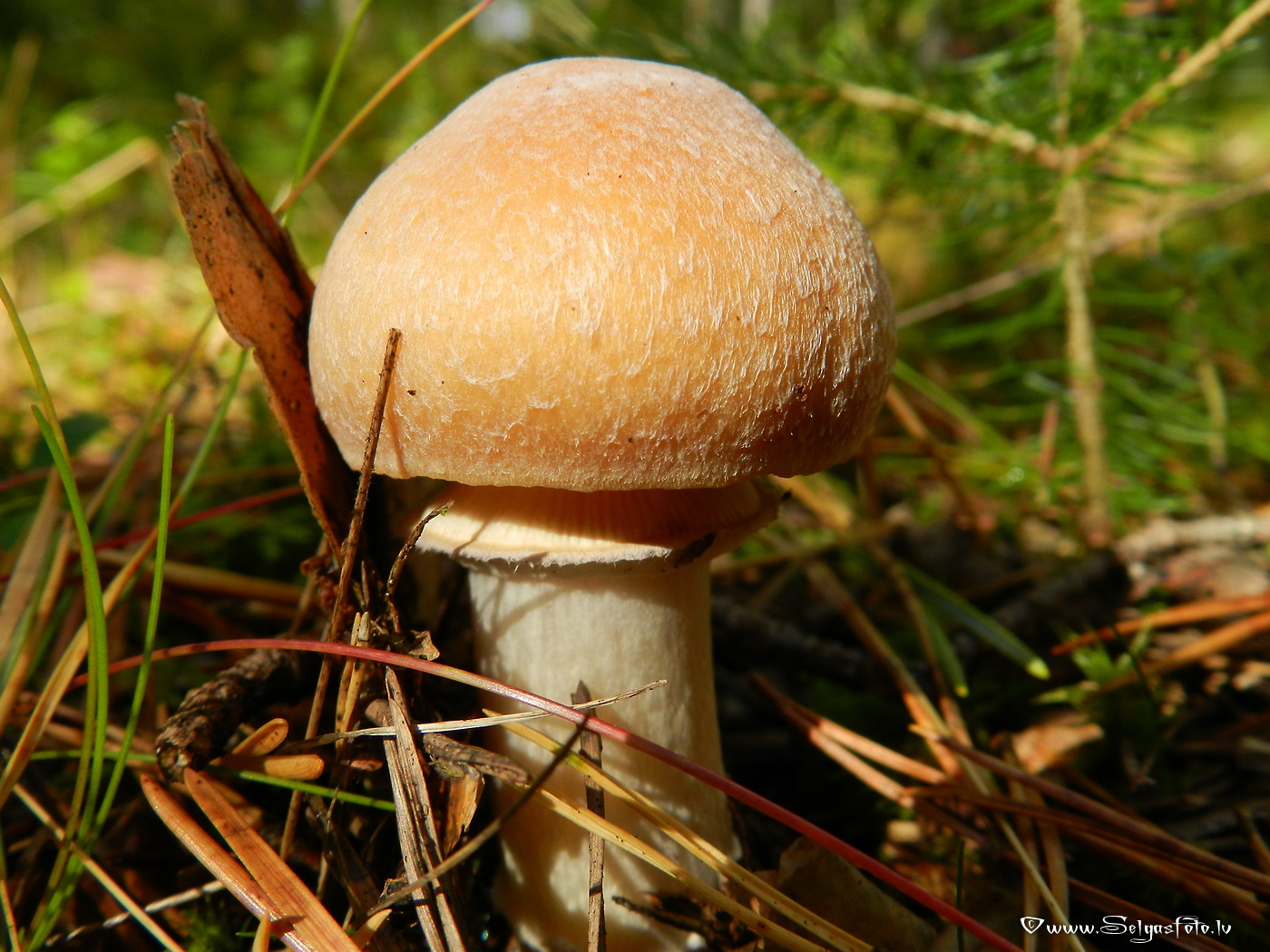 Cirtainā čigānene.
