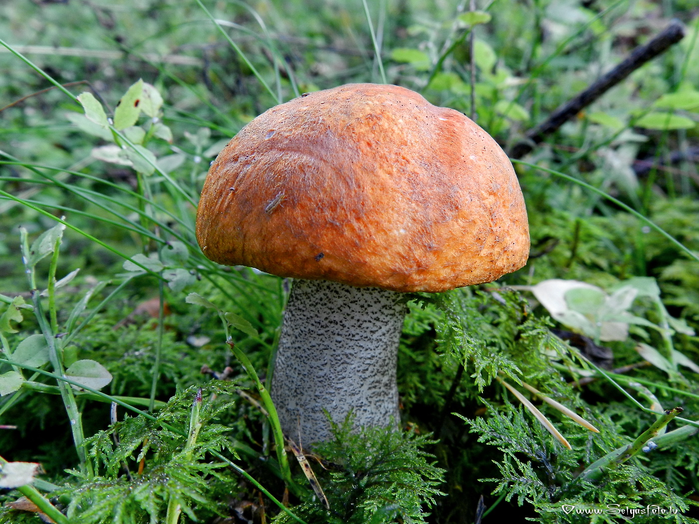 Dzeltenbrūnā apšubeka.