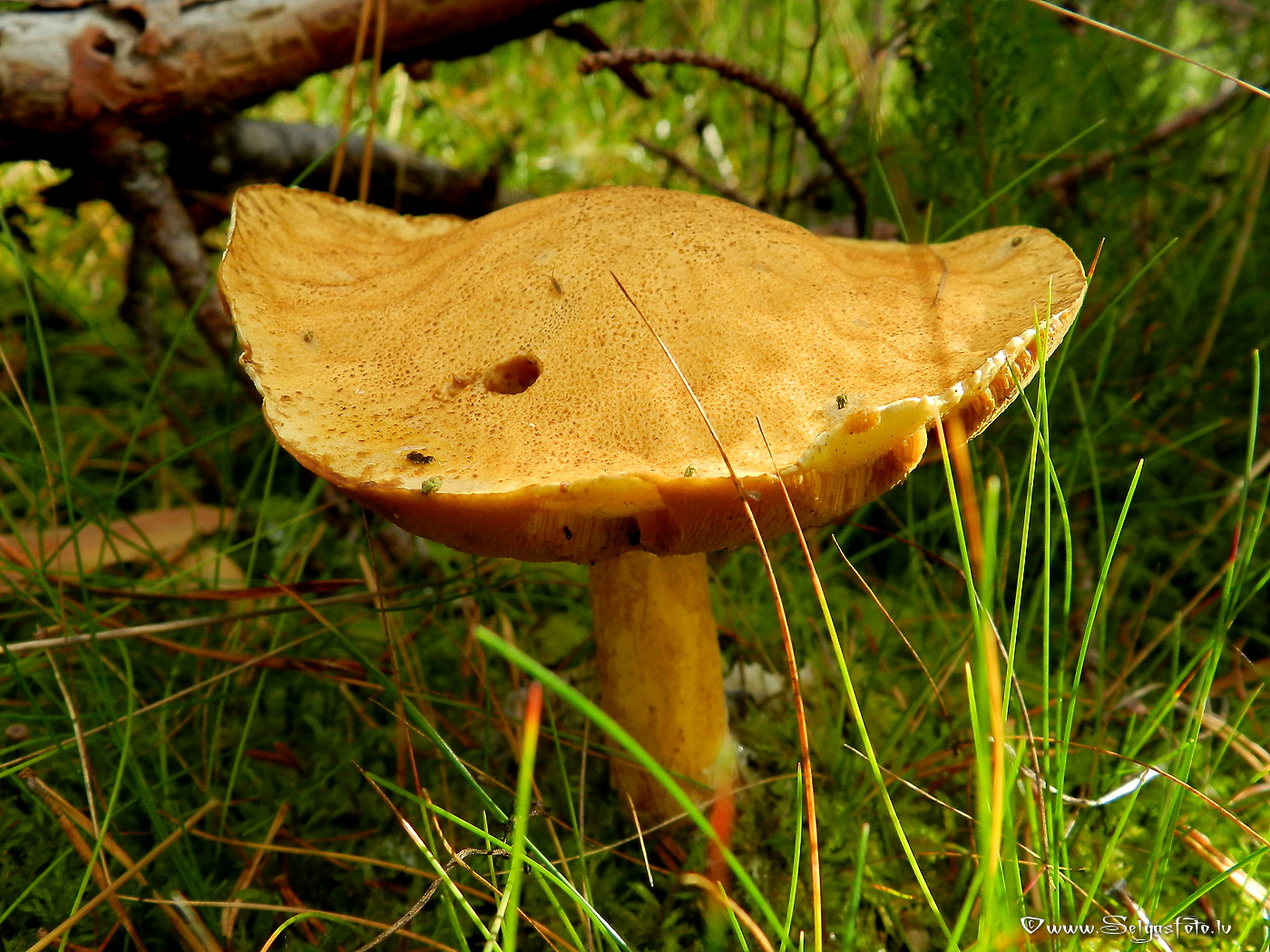 Priežu sviestbeka.