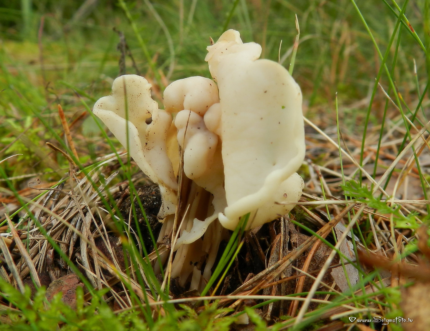Krokainais rumpucis.
