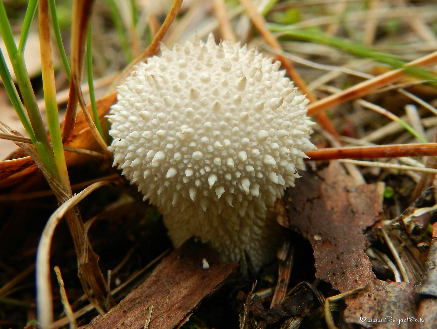 Kārpainais pūpēdis.