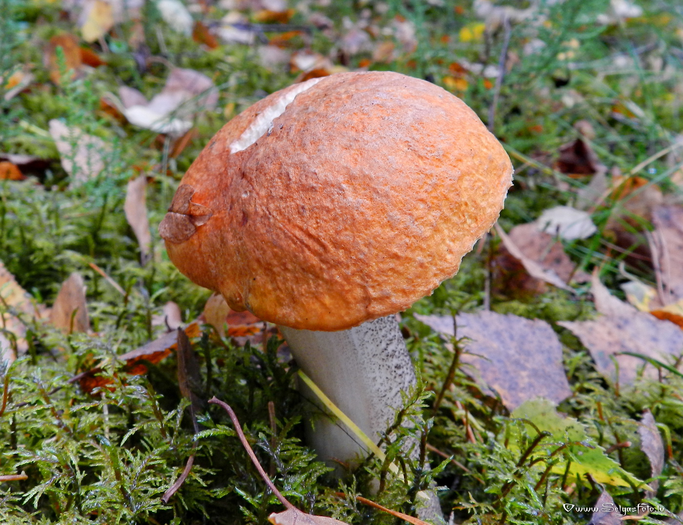 Dzeltenbrūnā apšubeka.