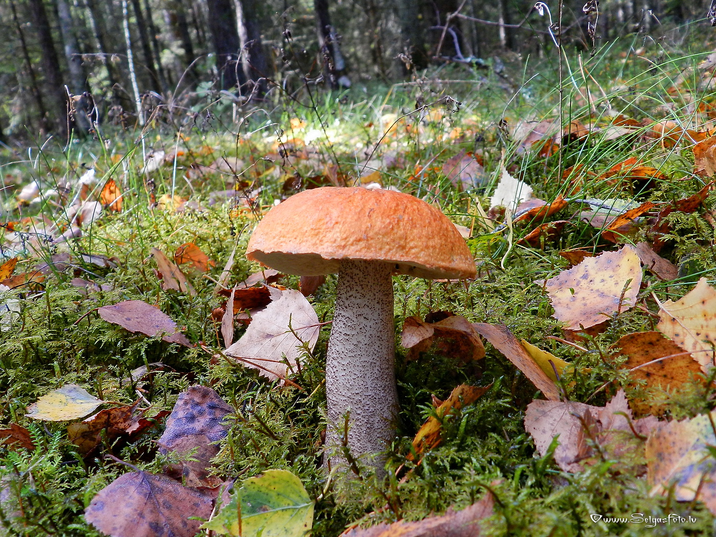 Dzeltenbrūnā apšubeka.