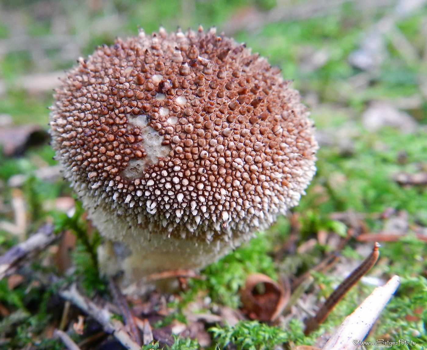 Kārpainais pūpēdis.