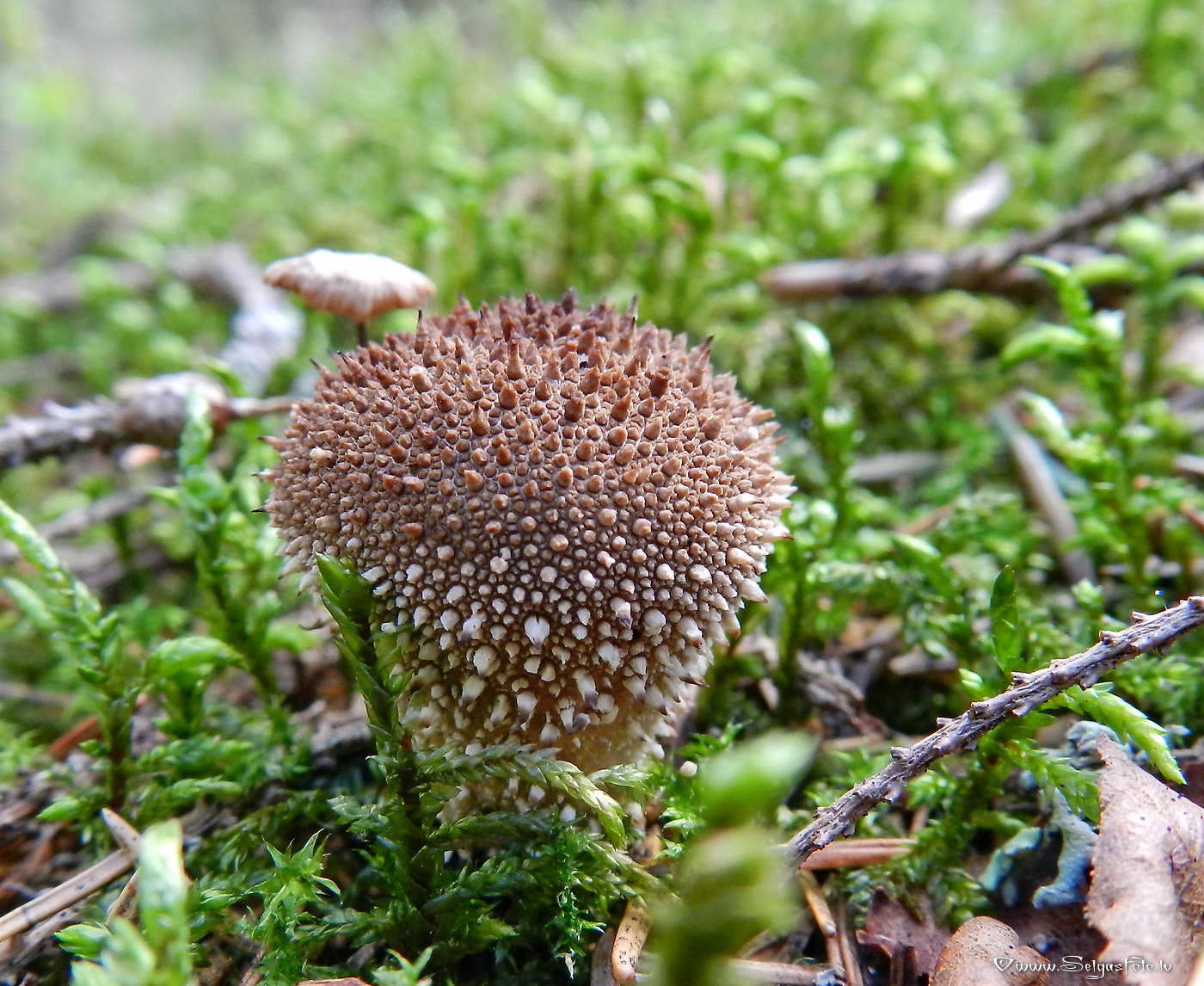 Kārpainais pūpēdis.