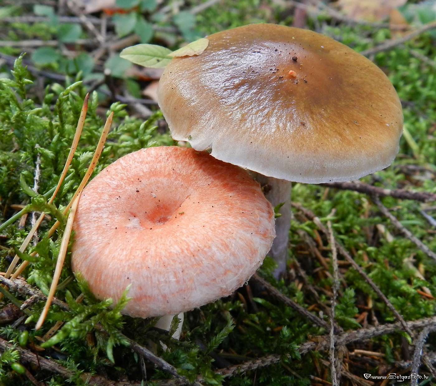 Parastais vilnītis.