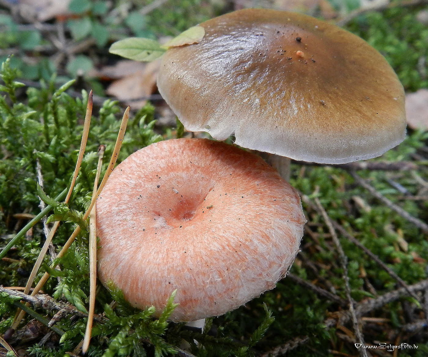 Parastais vilnītis.
