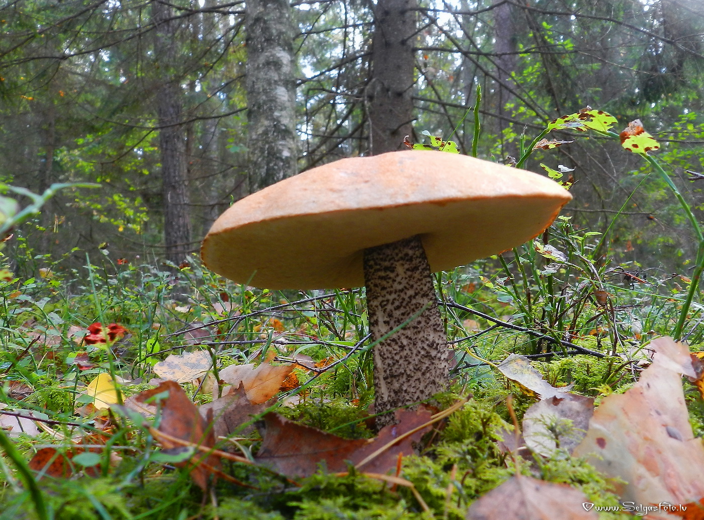 Dzeltenbrūnā apšubeka.