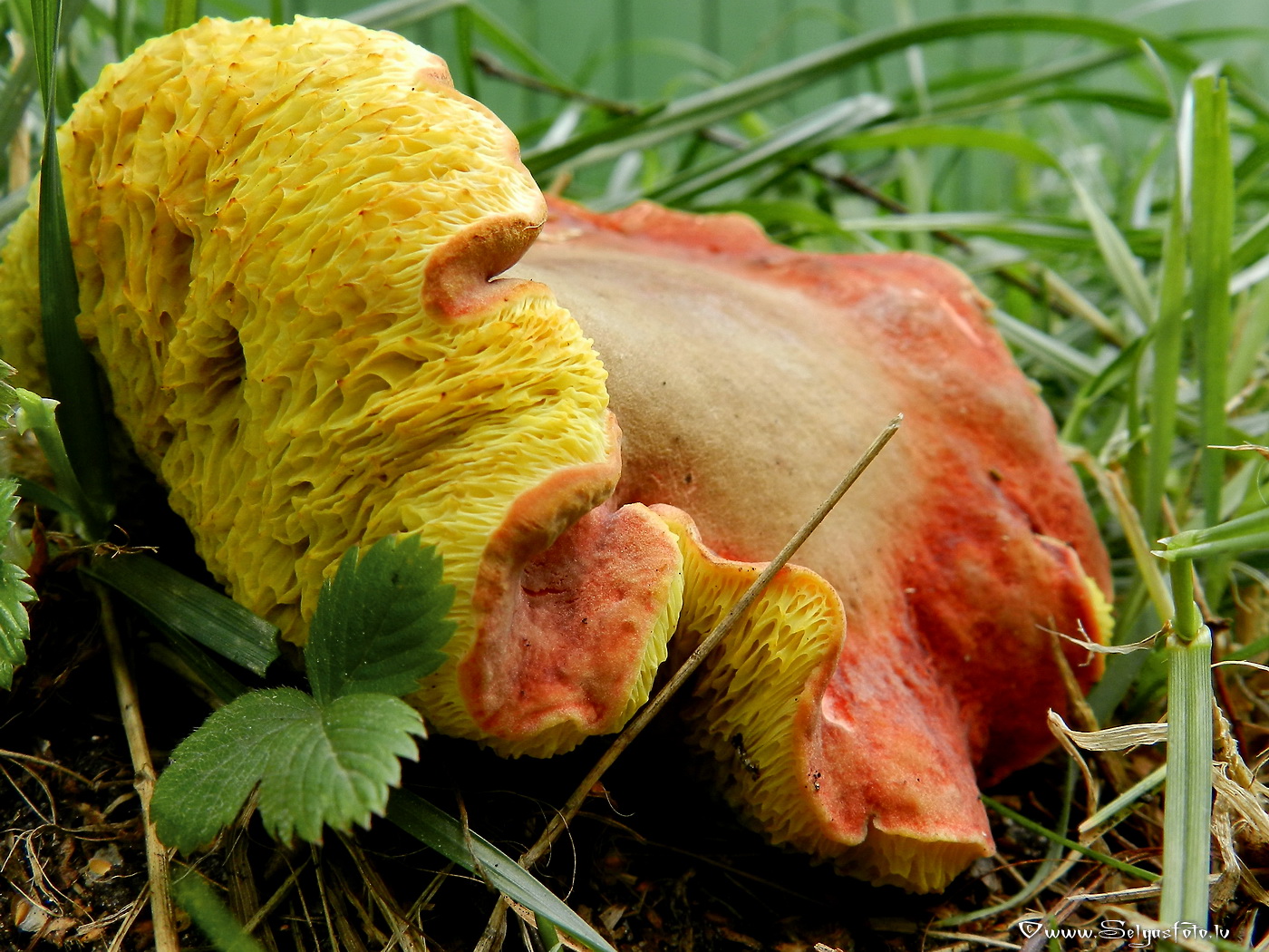 Grubuļainā samtbeka.