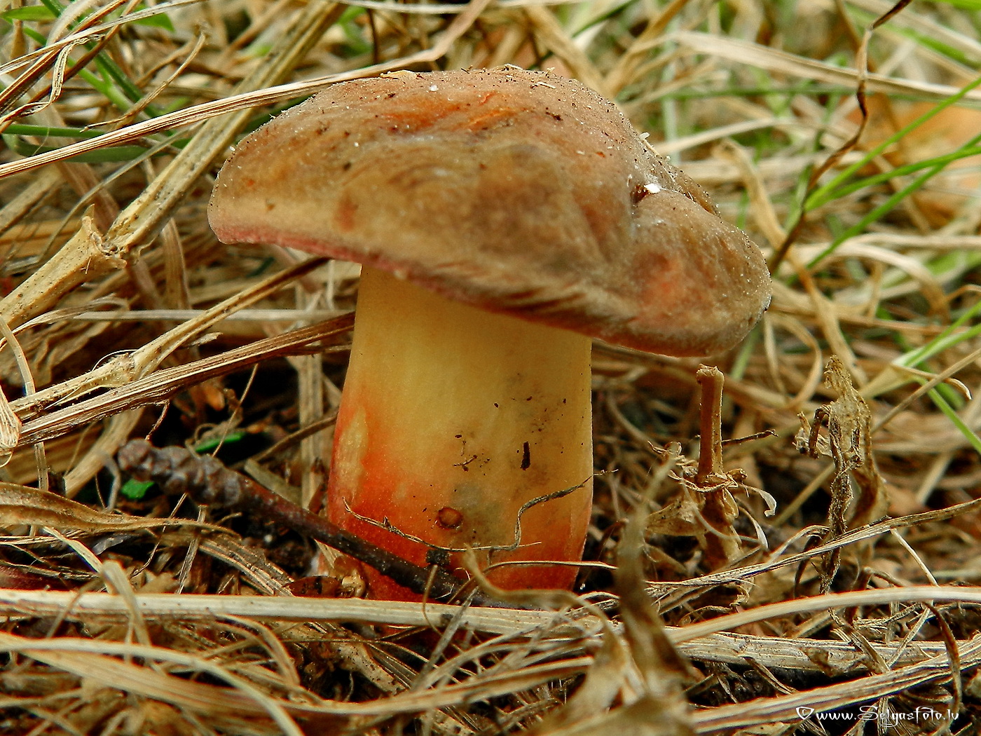 Grubuļainā samtbeka.