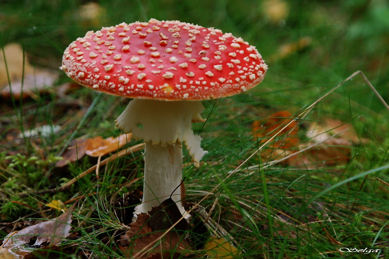 Sarkanā mušmire.