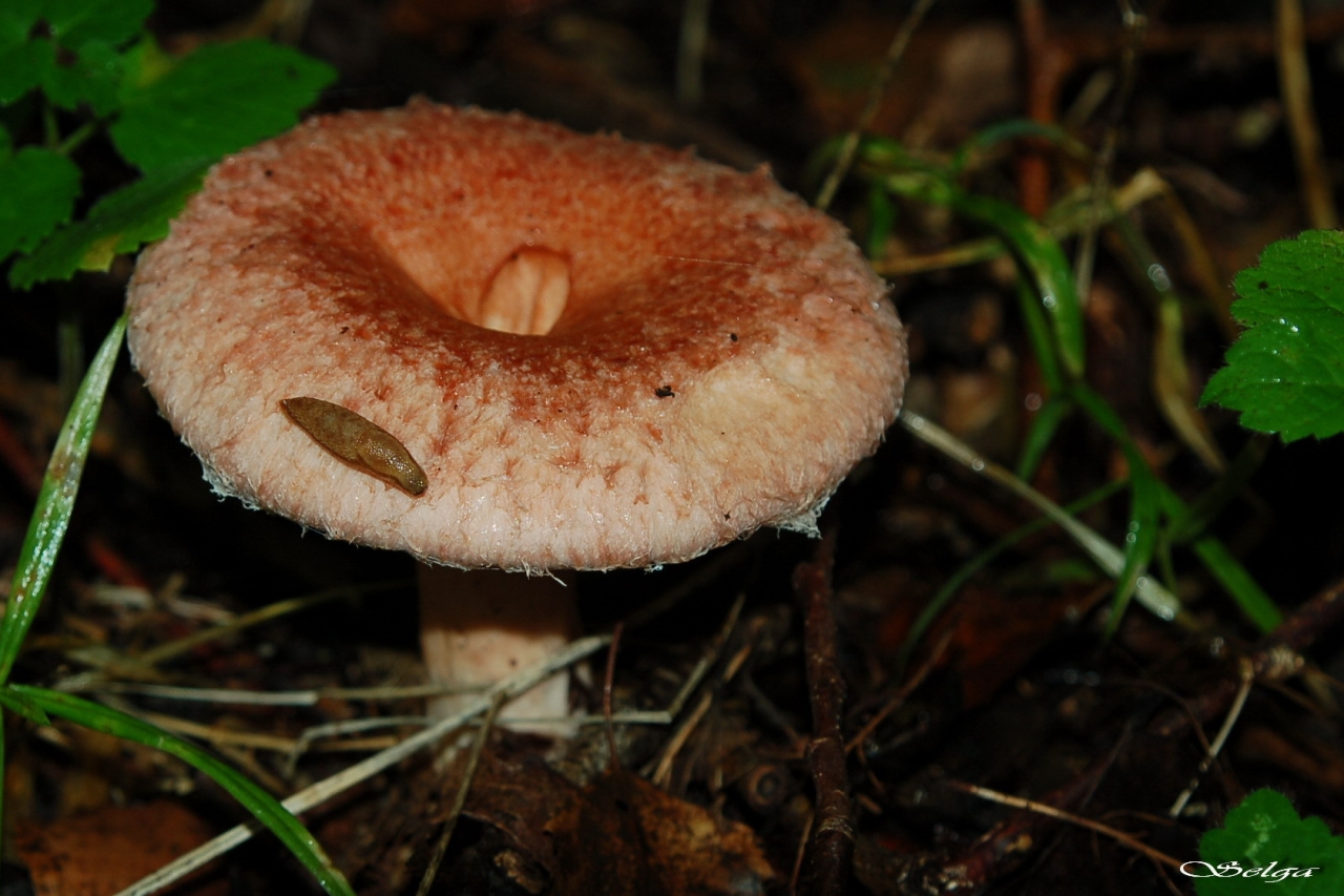 Parastais vilnītis.