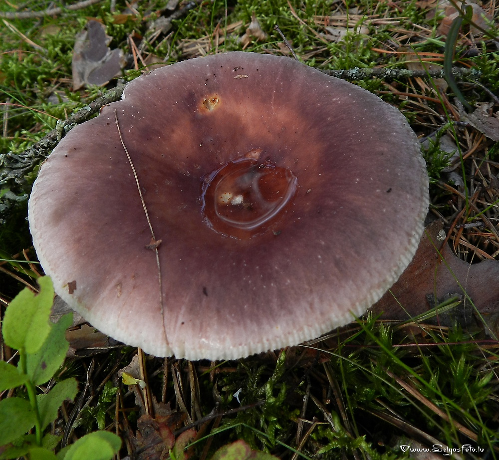 Bērzlape.