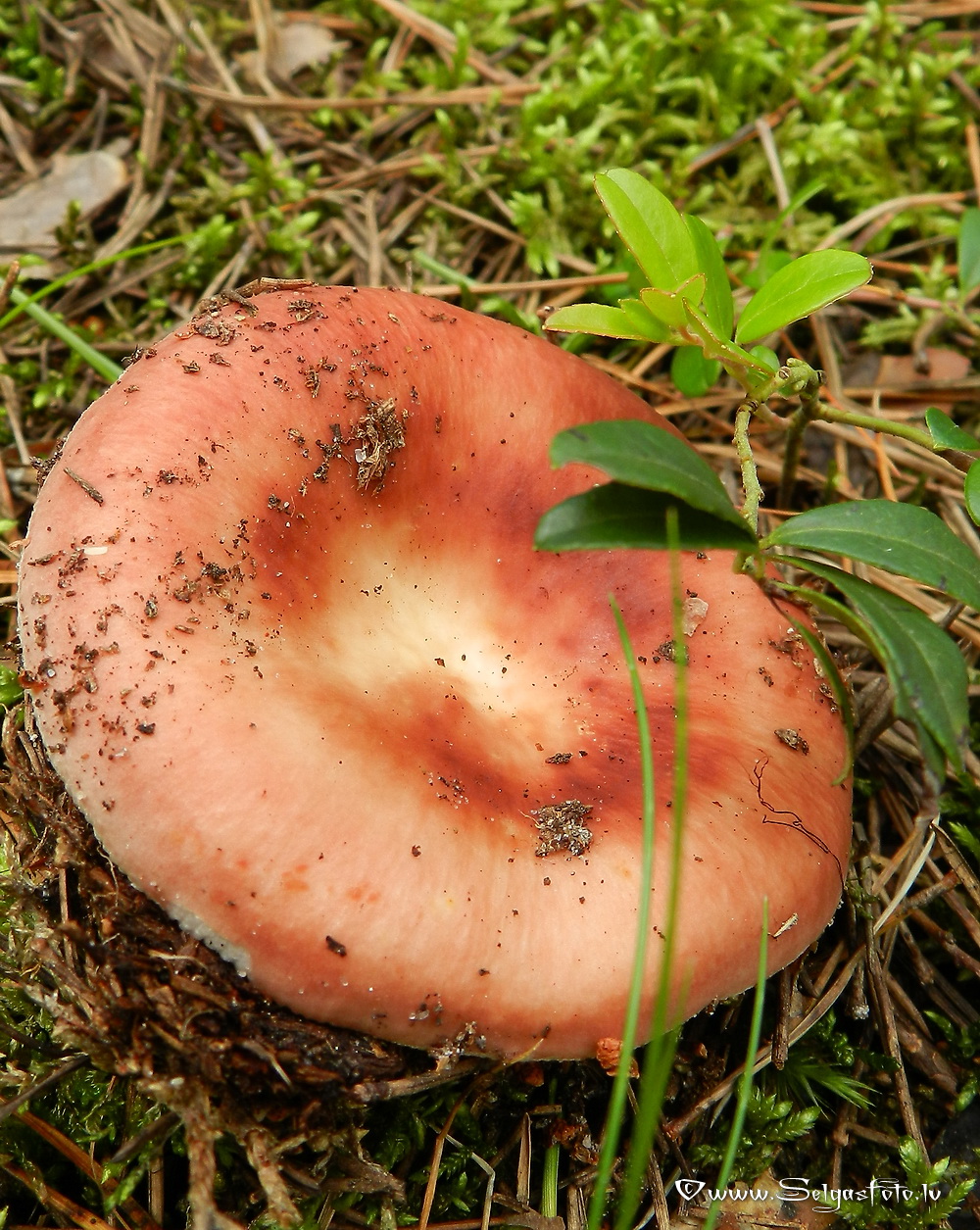 Bērzlape.