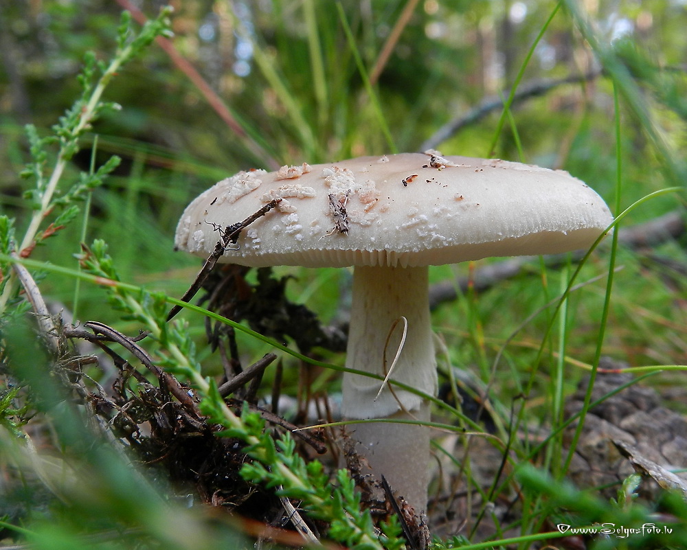 Sarkstošā mušmire. 