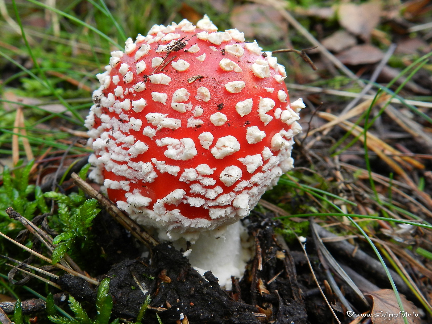 Sarkanā mušmire.