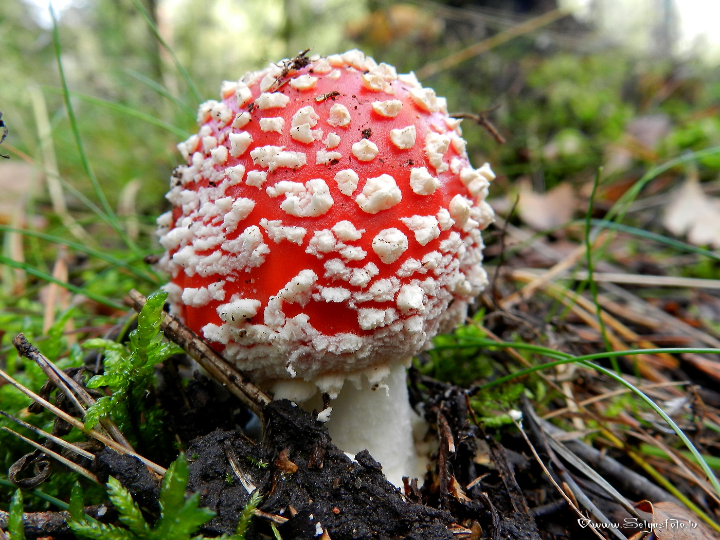 Sarkanā mušmire.