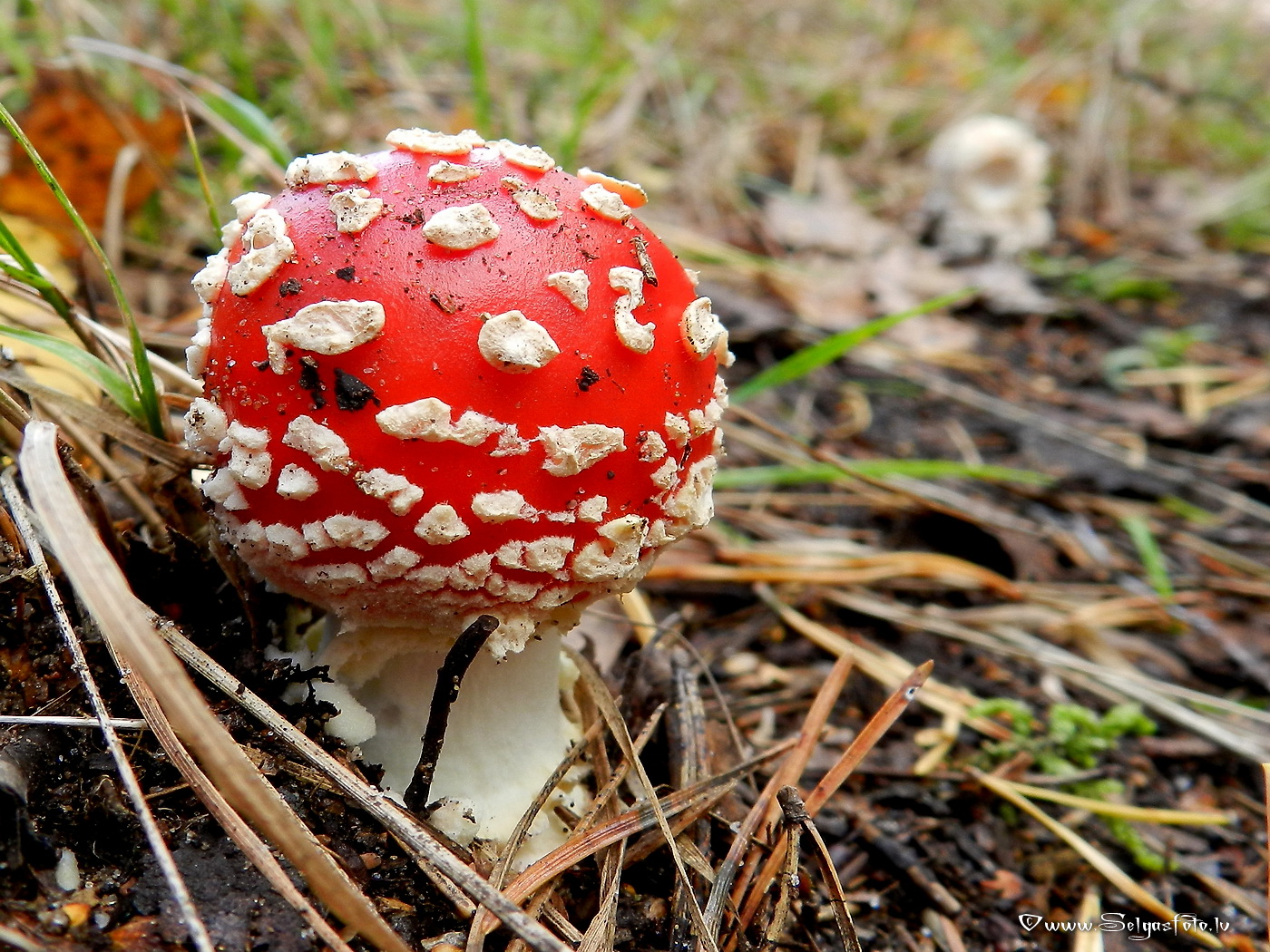 Sarkanā mušmire.