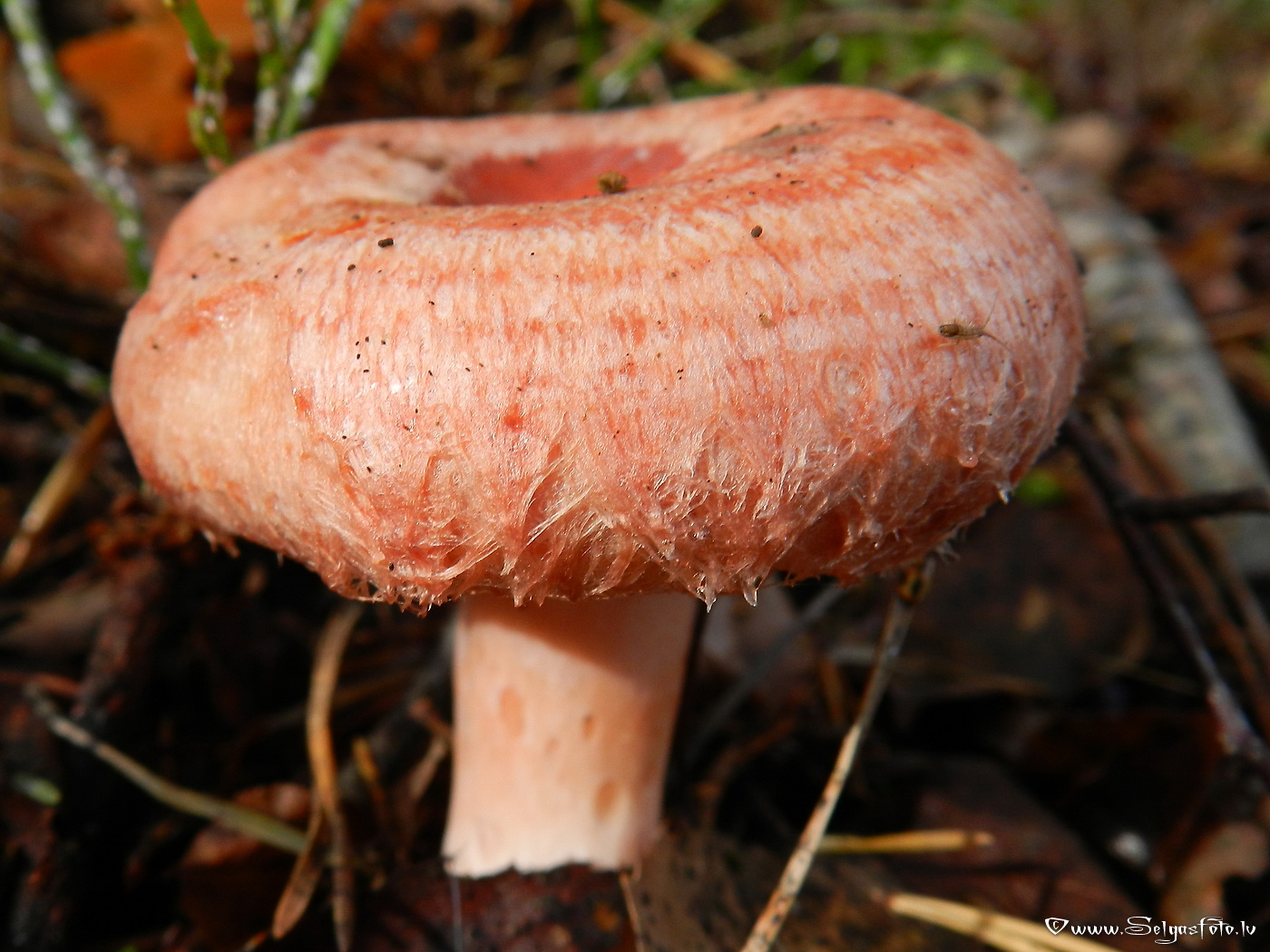 Parastais vilnītis.