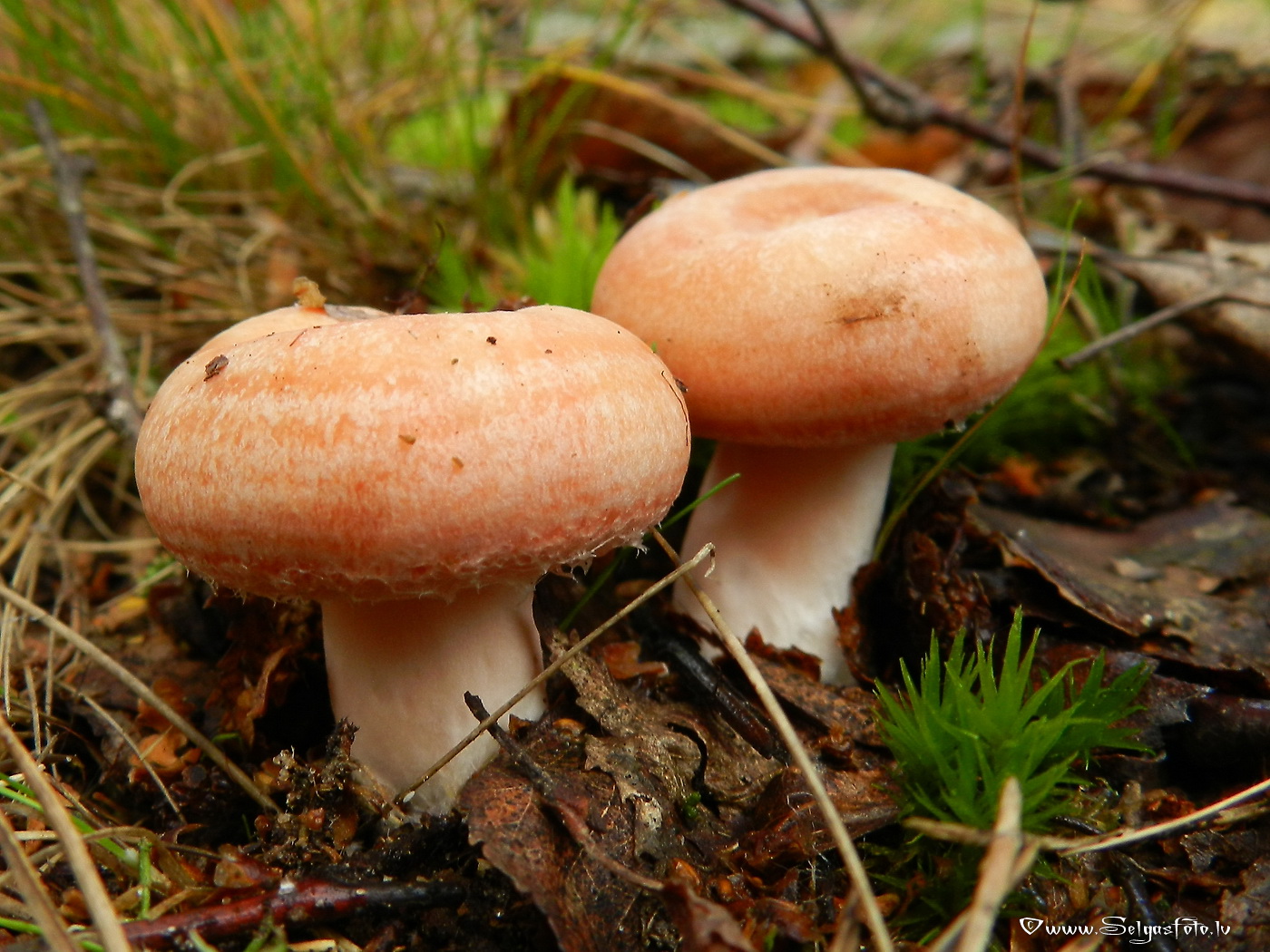 Parastais vilnītis.